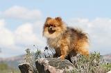SPITZ ALLEMAND 288
